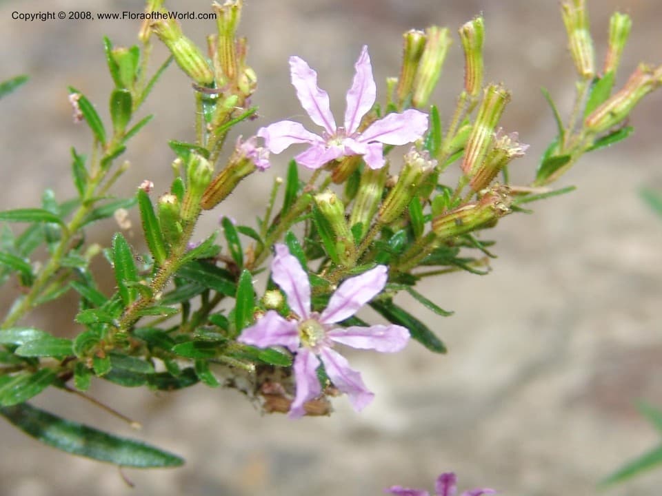 Cuphea hyssopifolia Kunth