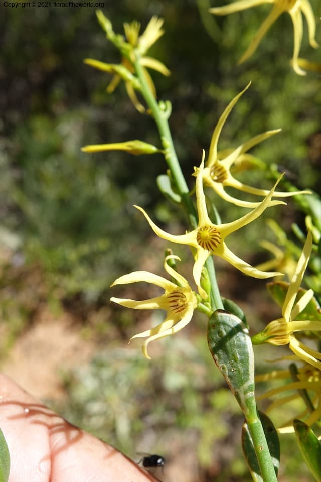 Anthocercis littorea Labill.