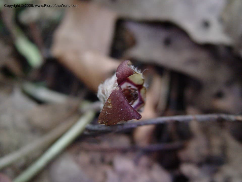 Aristolochiaceae Asarum canadense L.