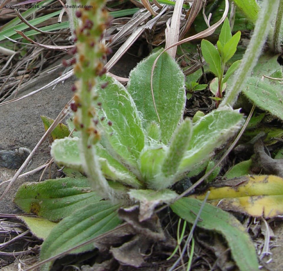 Plantago major L.