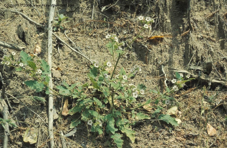 Phacelia bolanderi A.Gray