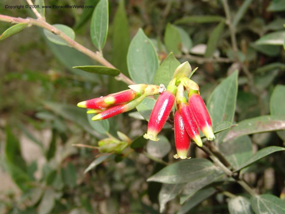 Cavendishia bracteata (Ruiz & Pav. ex A.St.-Hil.) Hoerold
