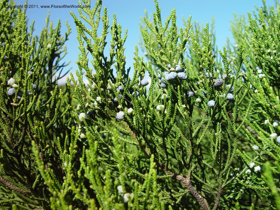 Cupressaceae Juniperus barbadensis L.