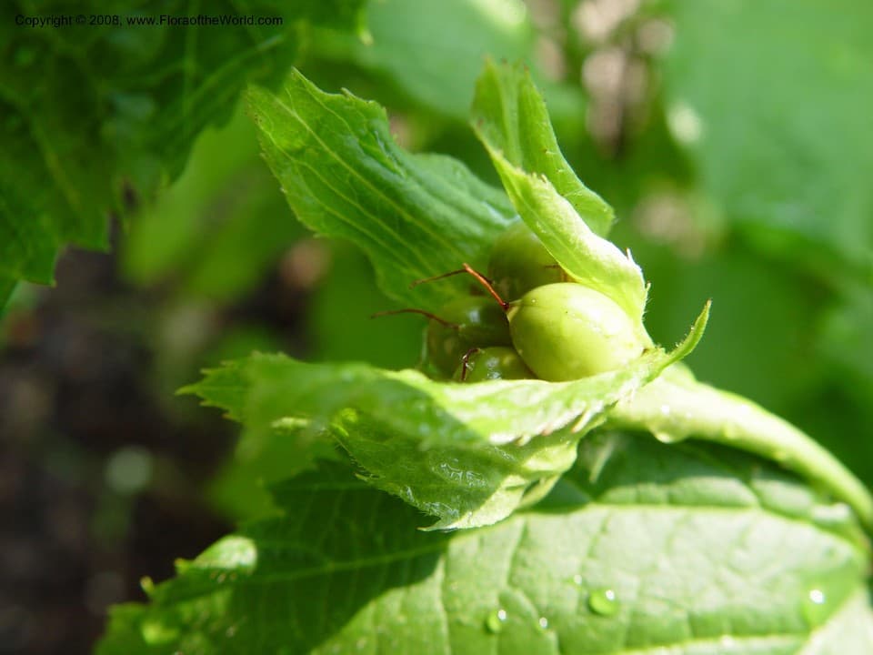 Rosaceae Rhodotypos scandens (Thunb.) Makino
