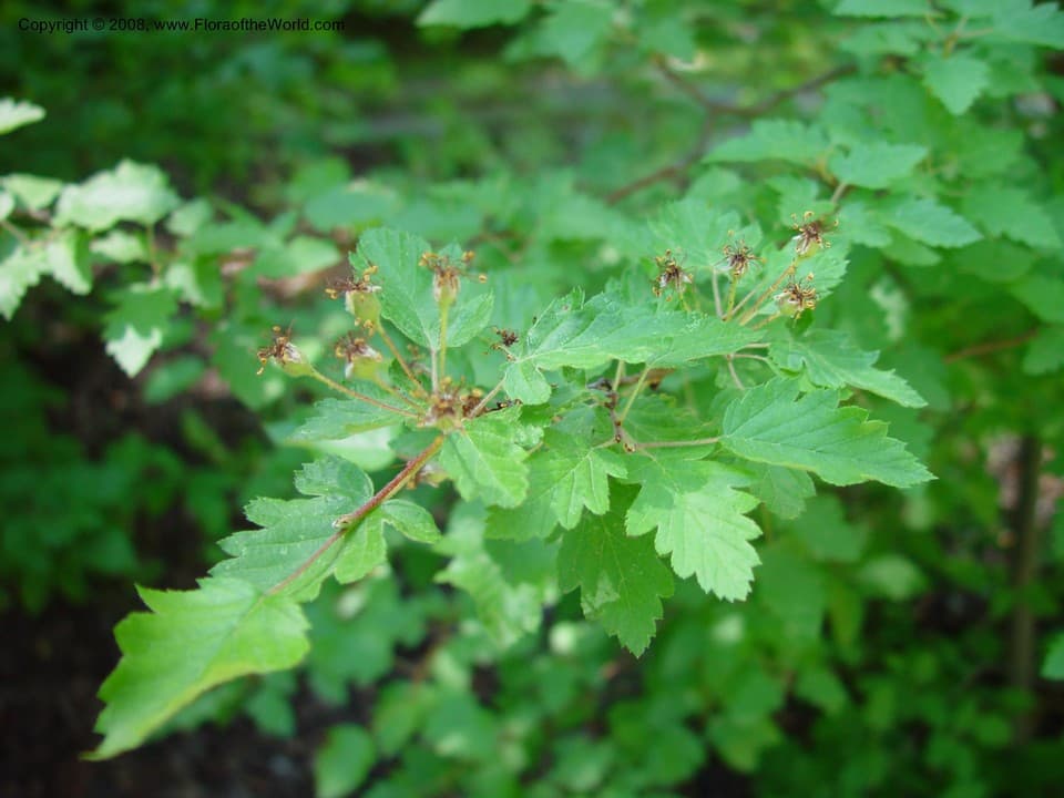 Rosaceae Malus florentina (Zucc.) C.K.Schneid.