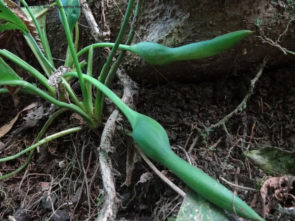 Adelonema allenii (Croat) S.Y.Wong & Croat