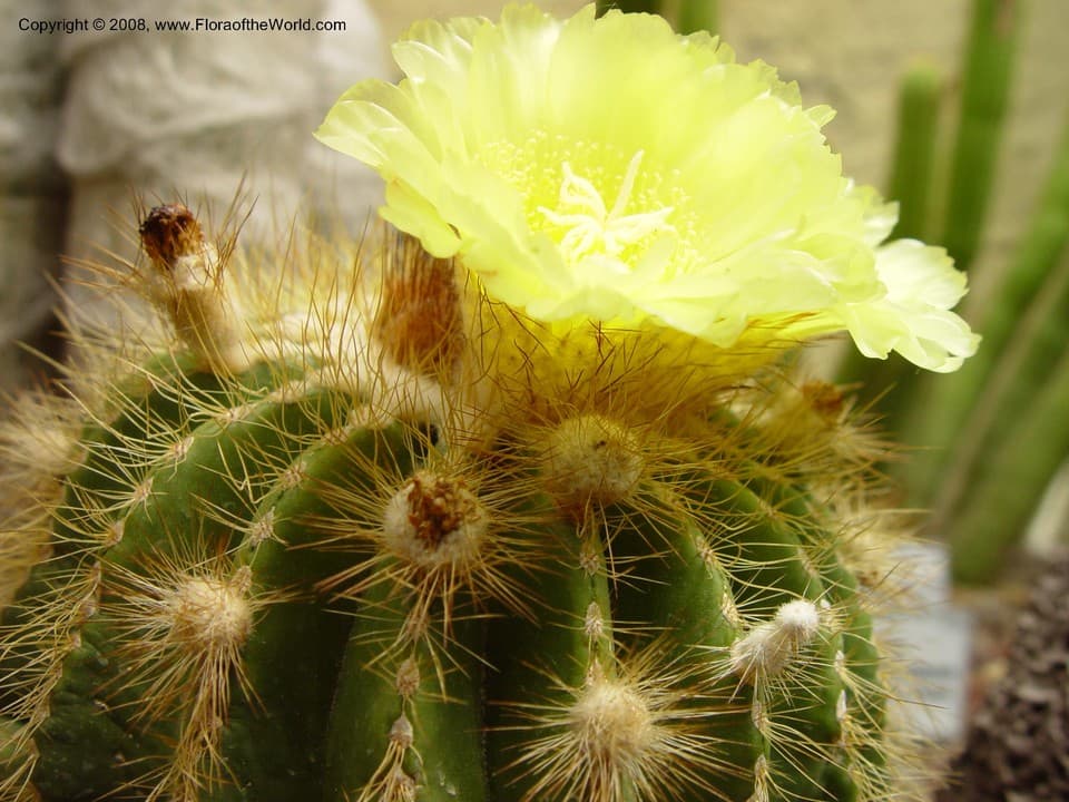 Parodia warasii (F.Ritter) F.H.Brandt
