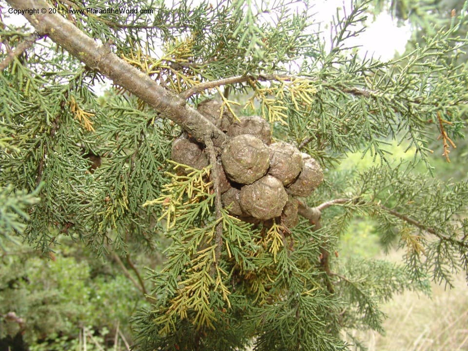 Hesperocyparis abramsiana (C.B.Wolf) Bartel