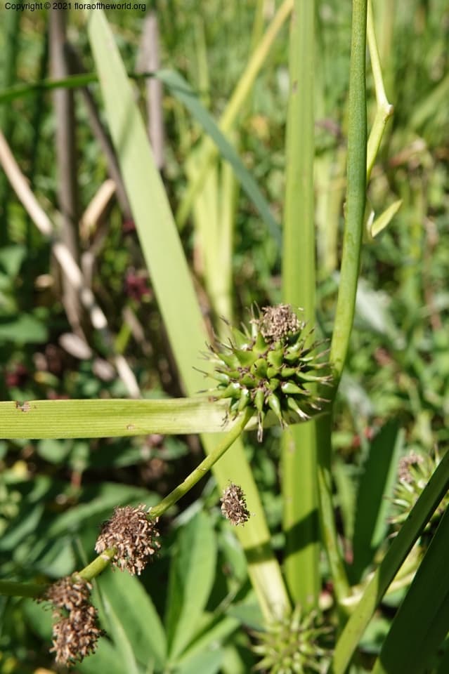 Sparganium eurycarpum Engelm.