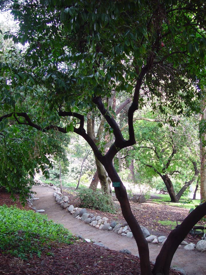 Menispermaceae Cocculus laurifolius DC.