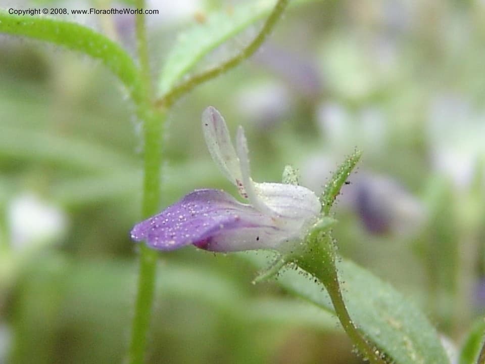 Collinsia linearis A.Gray