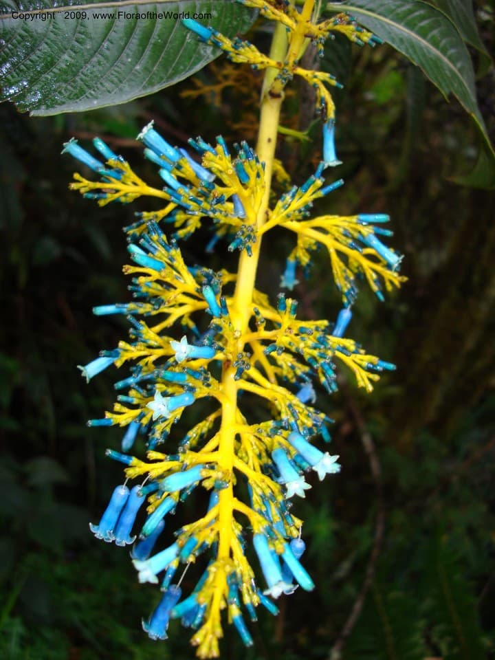 Palicourea weberbaueri K.Krause