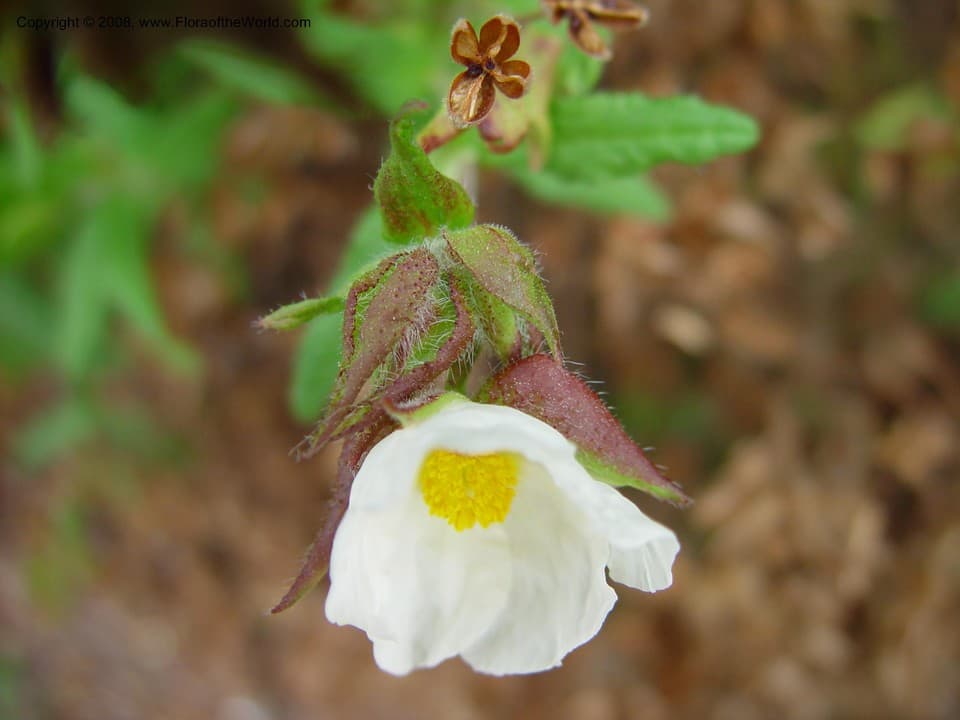 Cistaceae Cistus psilosepalus Sweet