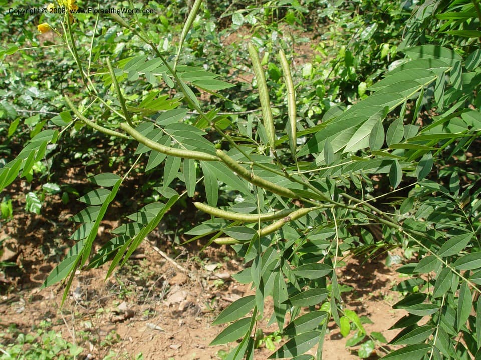 Senna orientalis Walp.