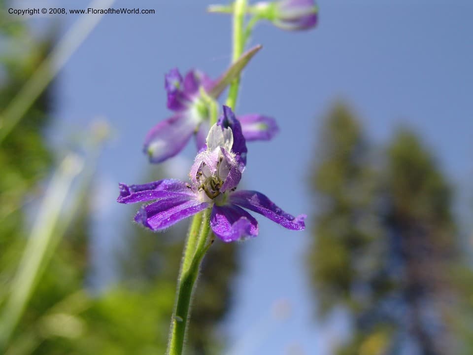Ranunculaceae Delphinium nuttallianum Pritz.
