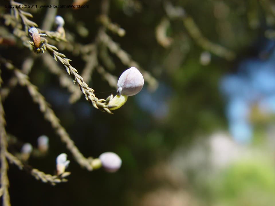 Dacrycarpus dacrydioides (A.Rich.) de Laub.