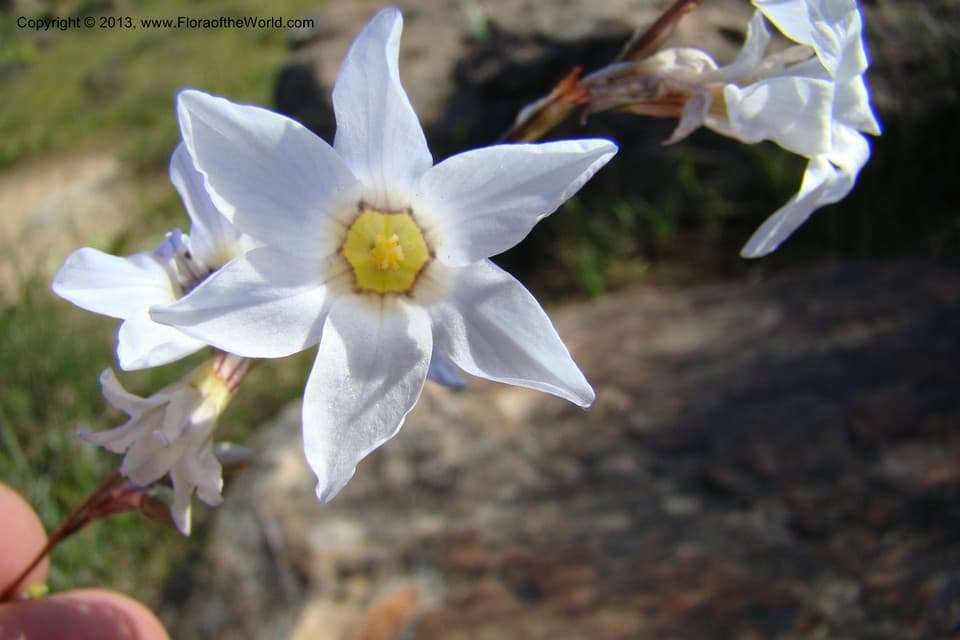 Iridaceae Ixia namaquana L. Bolus