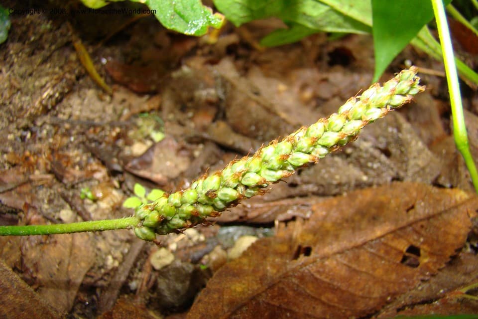 Plantago palmata Hook.fil.