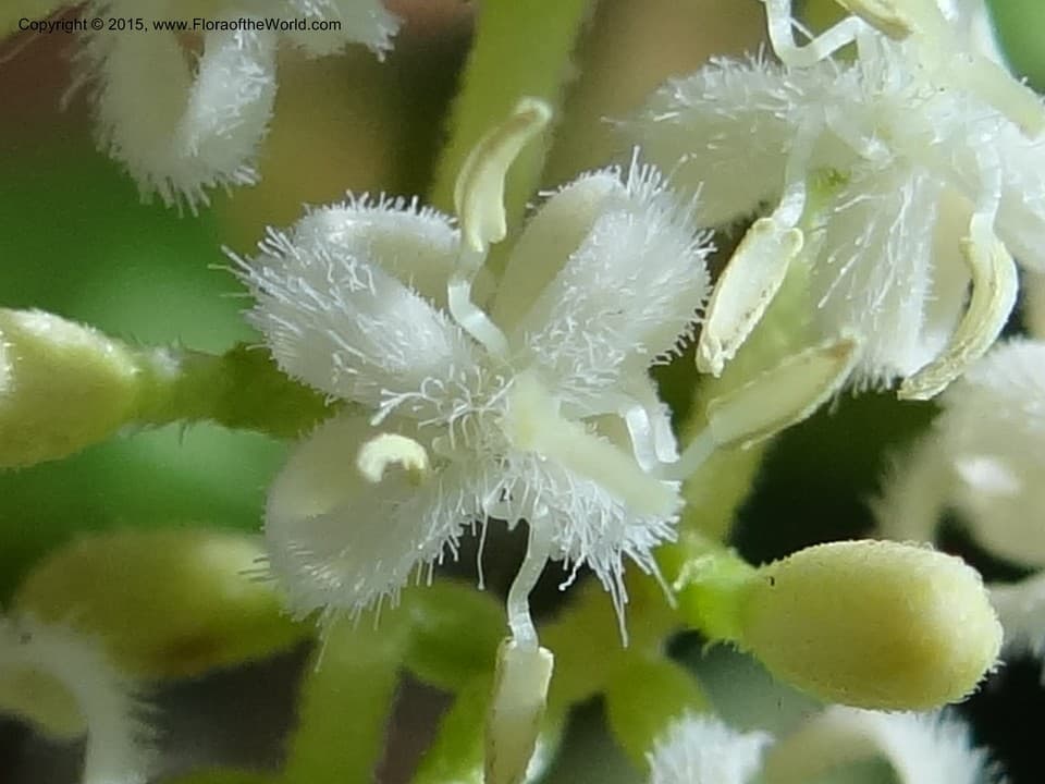 Pittoniotis trichantha Griseb.