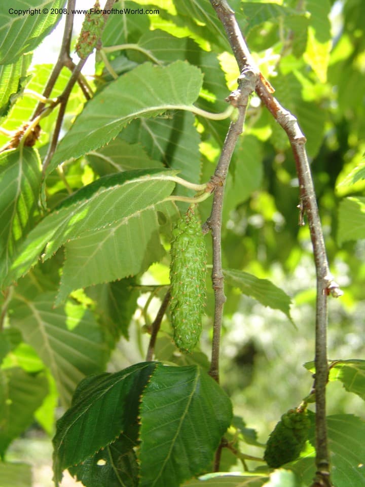 Betula utilis D.Don