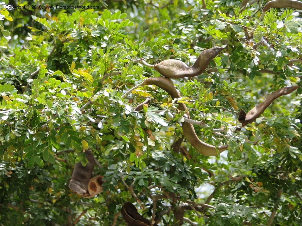 Ebenopsis ebano (Berland.) Barneby & J.W.Grimes
