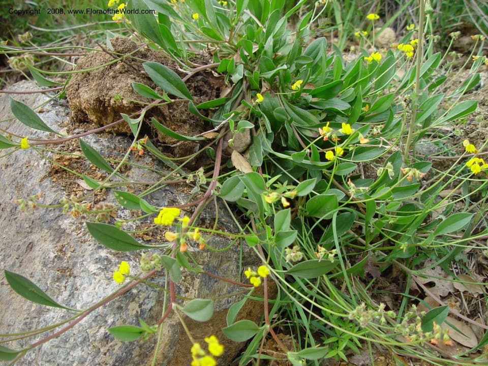 Fabaceae Scorpiurus muricatus L.