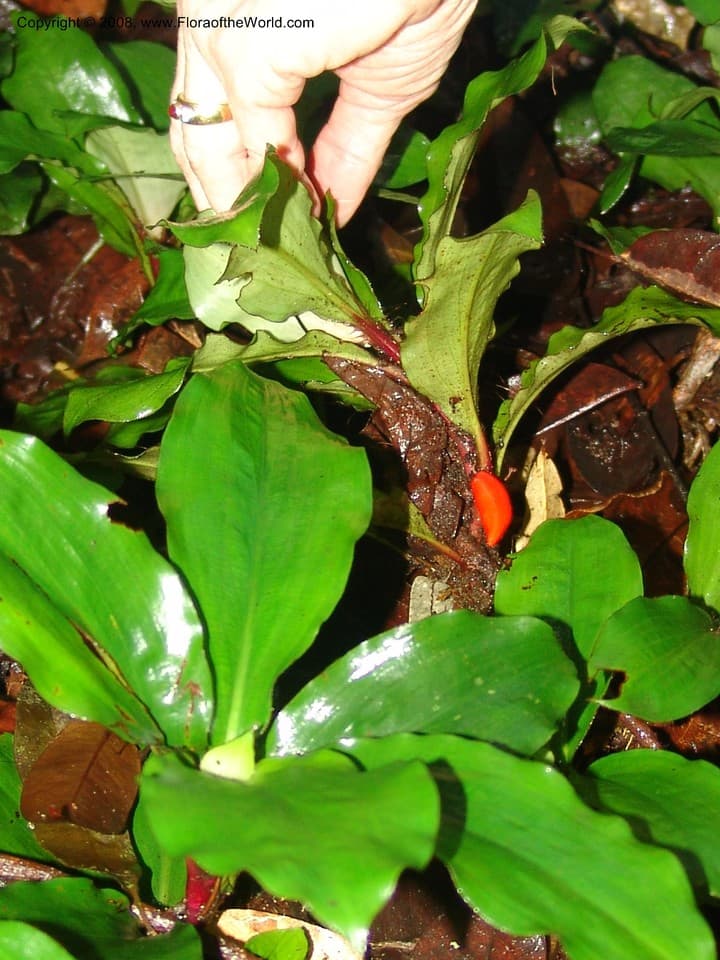 Palisota bogneri Brenan