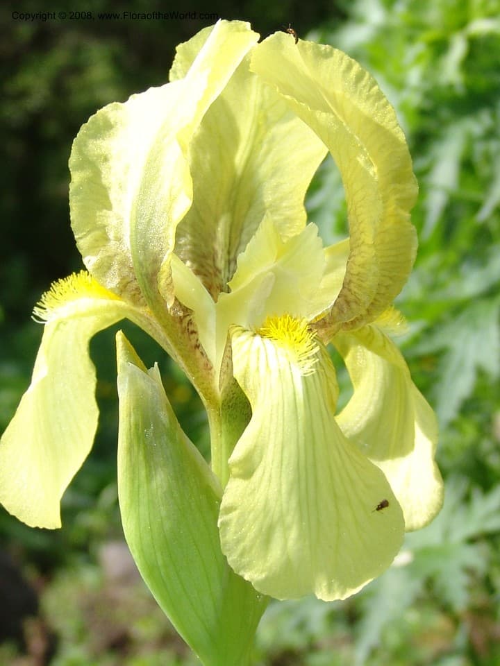 Iridaceae Iris sulphurea K. Koch