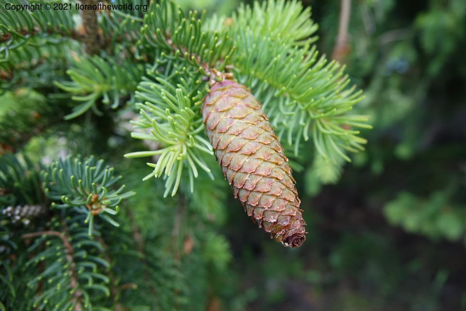 Picea abies (L.) H.Karst.