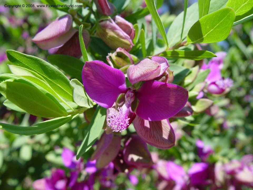 Polygalaceae Polygala myrtifolia grandiflora L.