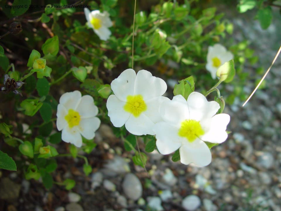 Cistus salviifolius L.