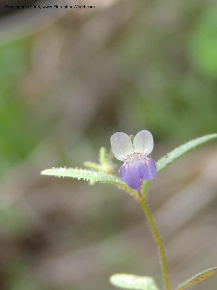 Collinsia linearis A.Gray