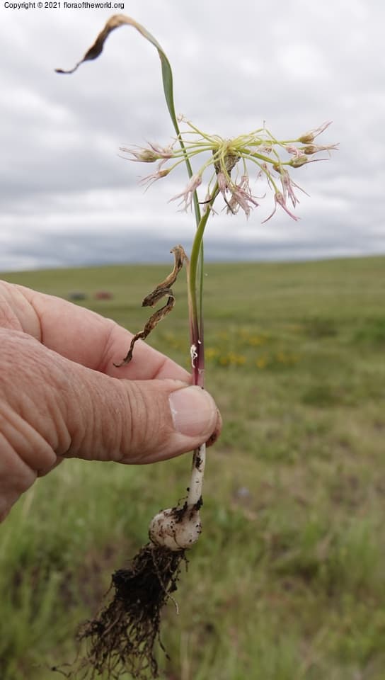 Allium tolmiei Baker