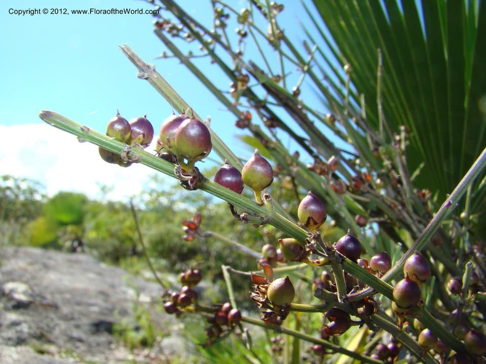 Russelia ternifolia Kunth