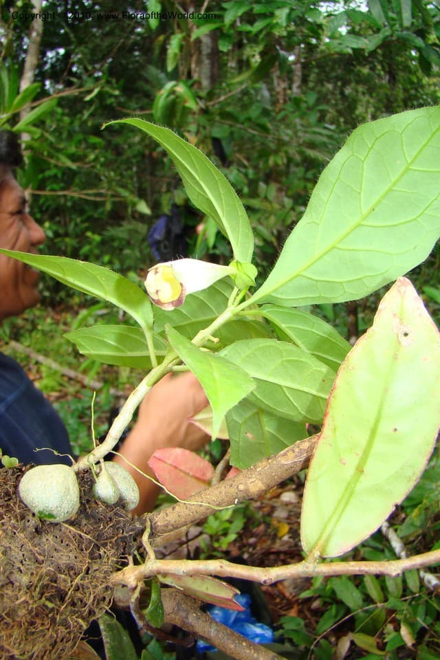 Markea formicarum Dammer