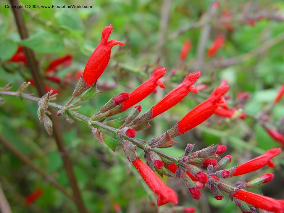 Salvia holwayi S.F.Blake