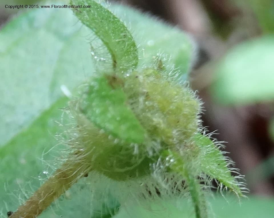 Asteraceae Chrysogonum virginianum brevistolon L.