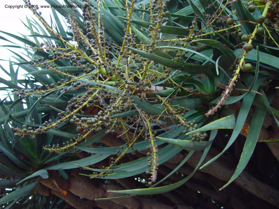 Dracaena draco (L.) L.