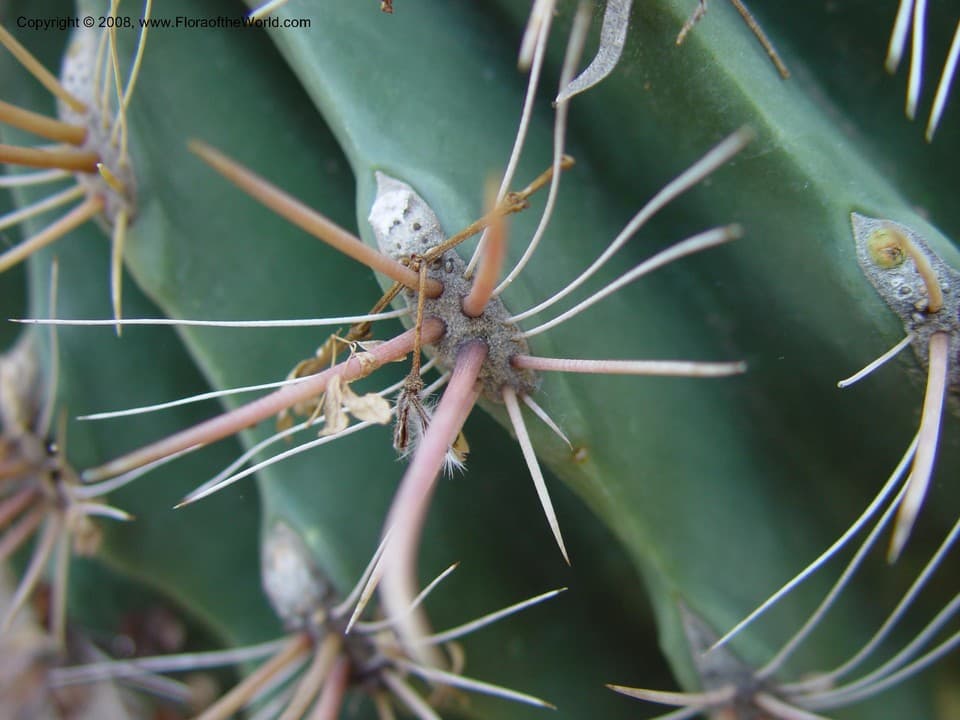 Ferocactus wislizeni (Engelm.) Britton & Rose