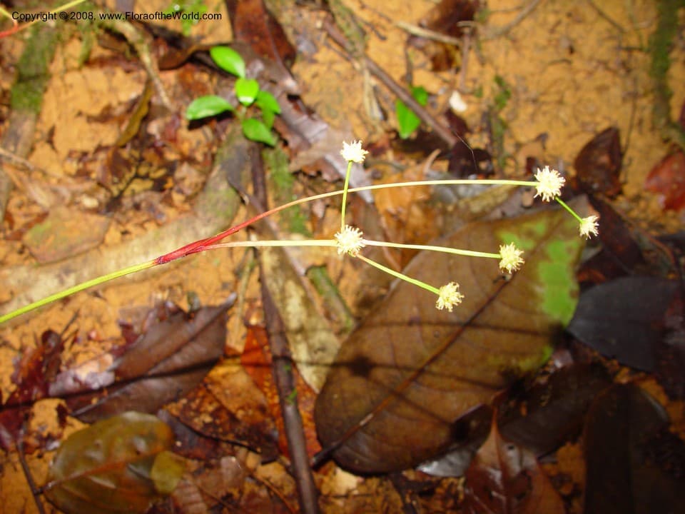 Bisboeckelera microcephala (Boeckeler) T.Koyama