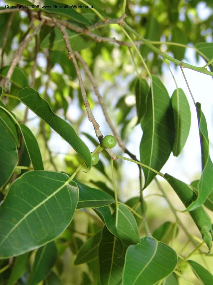 Ficus marmorata Bojer ex Baker