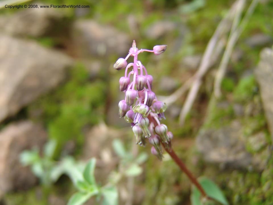 Liliaceae Ledebouria urceolata Stedje