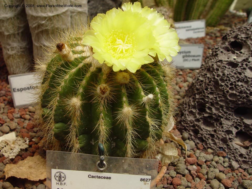 Parodia warasii (F.Ritter) F.H.Brandt