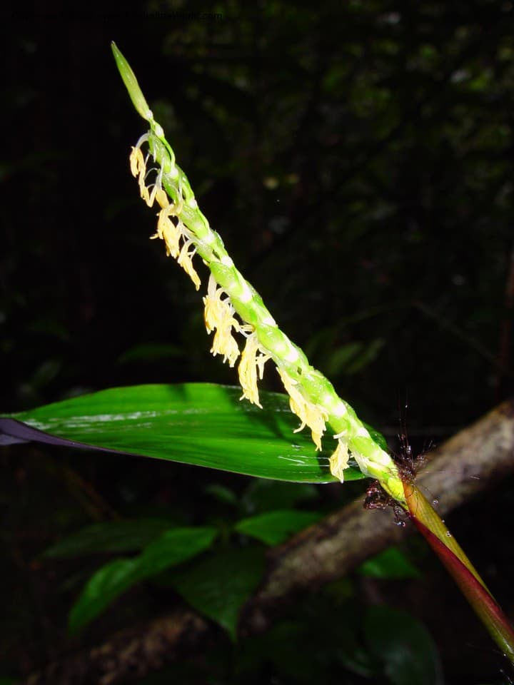 Poaceae Pariana campestris Aubl.