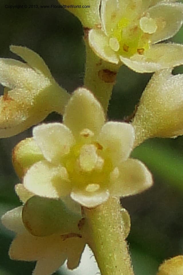 Ocotea puberula (Rich.) Nees
