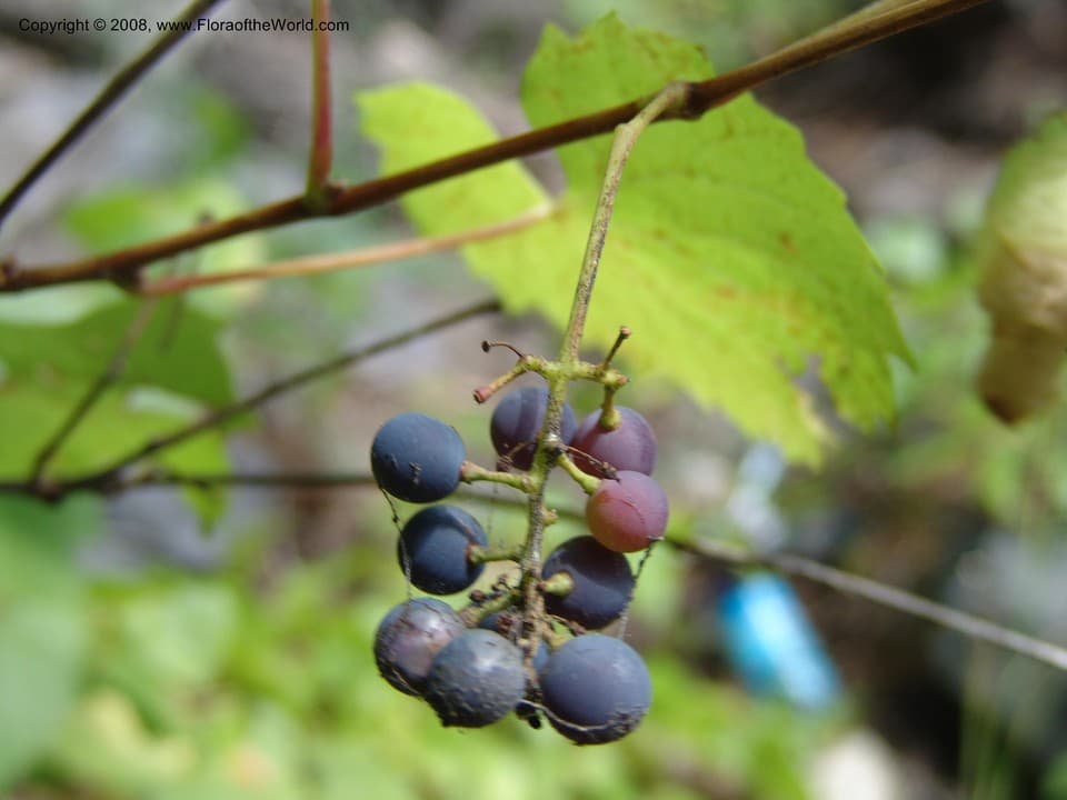 Vitaceae Vitis arizonica Engelm.