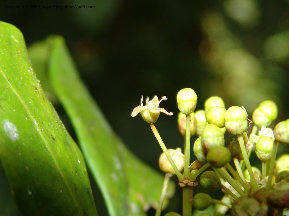 Dendropanax arboreus (L.) Decne. & Planch.