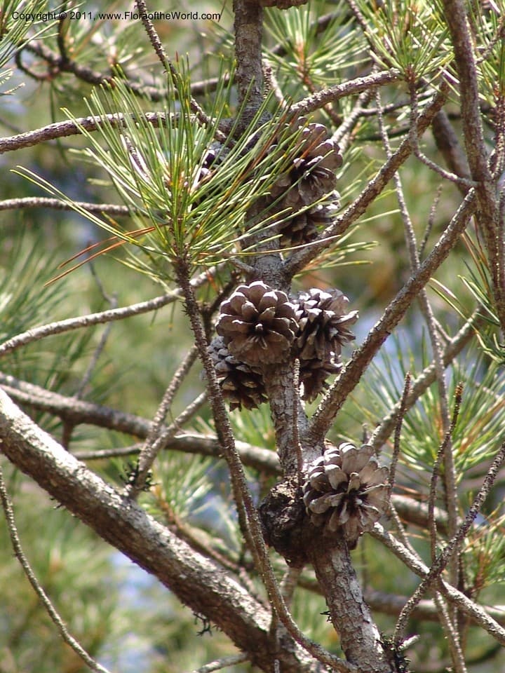 Pinaceae Pinus muricata D. Don