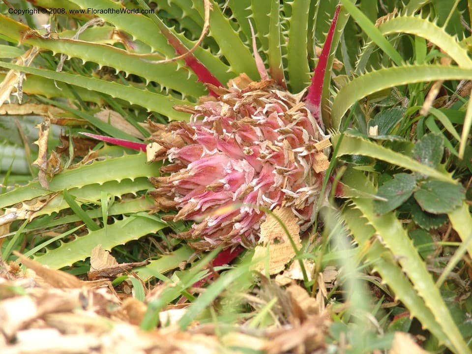 Ochagavia carnea (Beer) L.B.Sm. & Looser