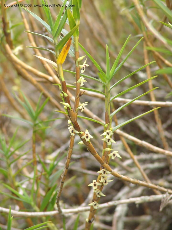Orchidaceae Koellensteinia graminea (Lindl.) Rchb. f.